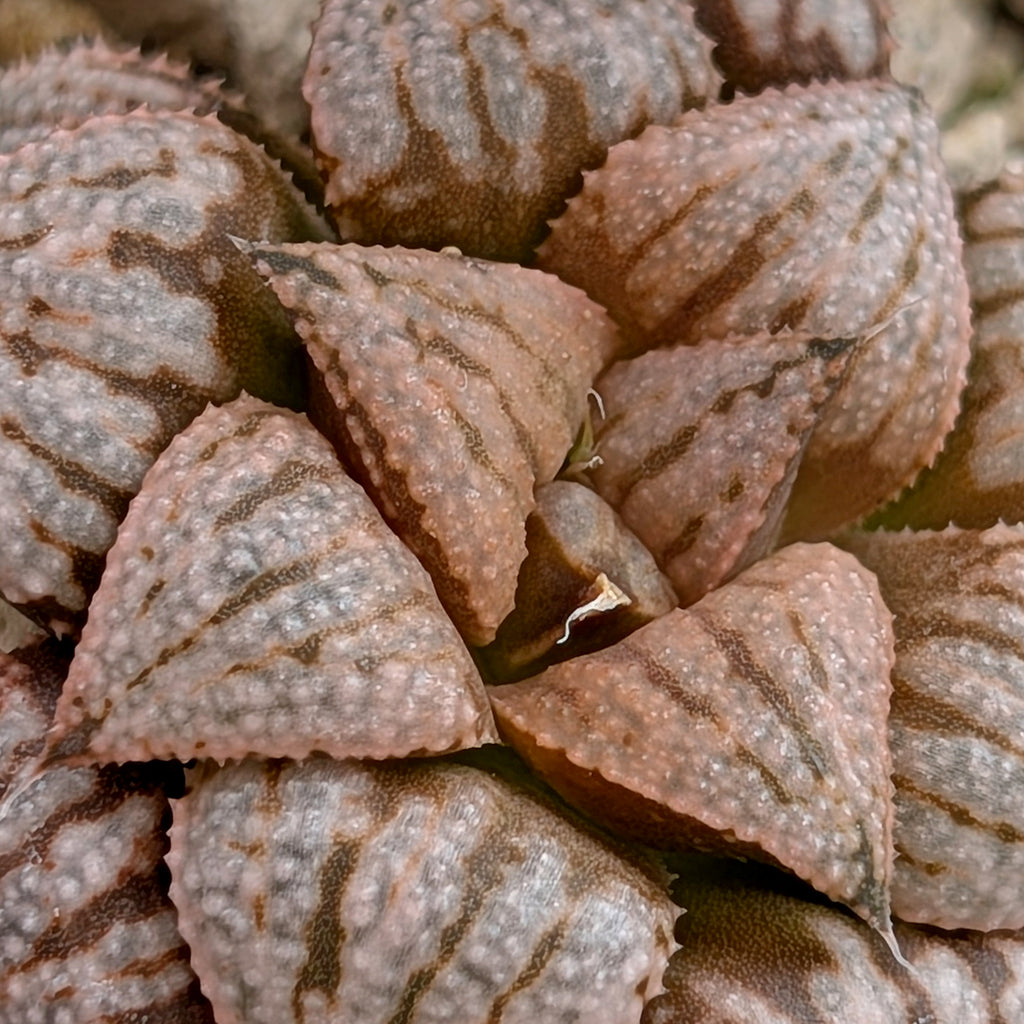 Haworthia  hybrid series PP573 #5