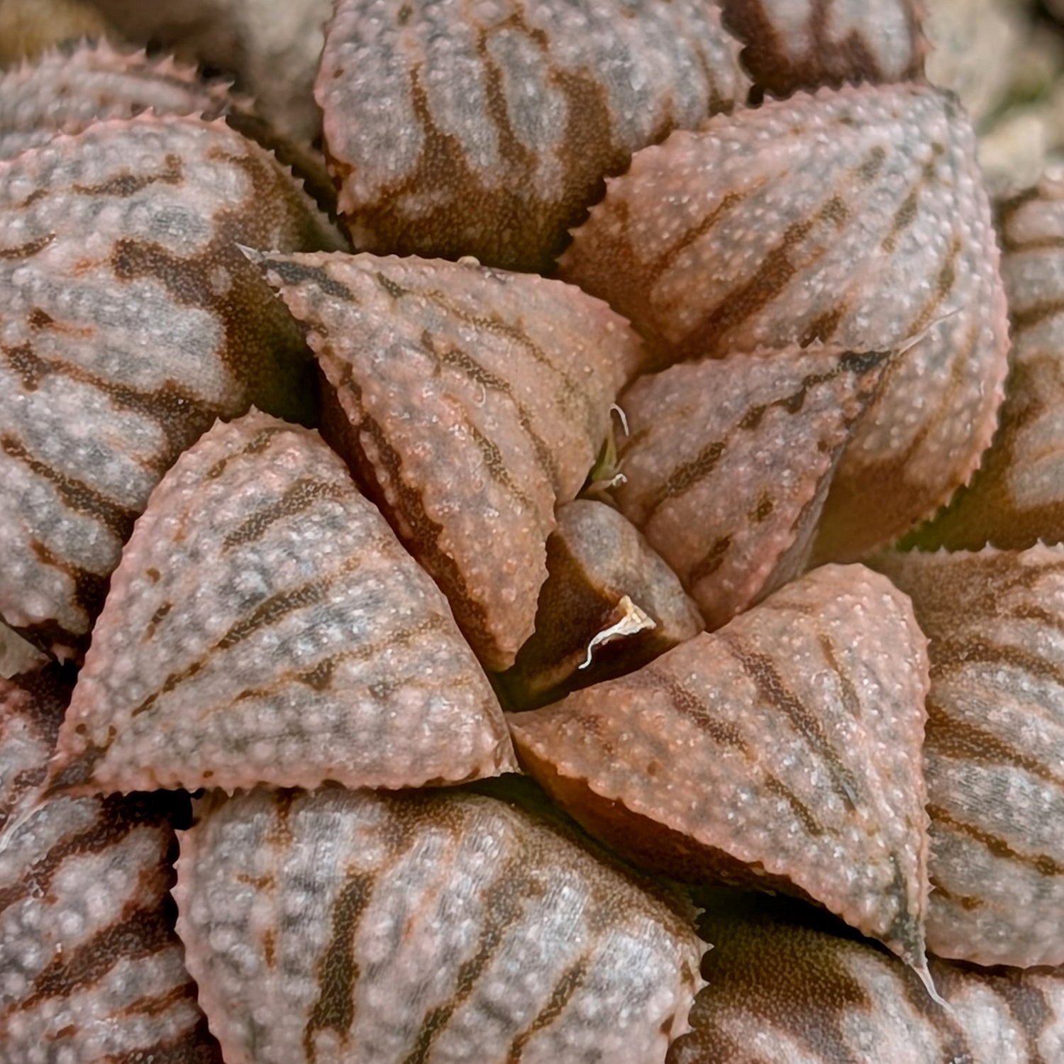 Haworthia  hybrid series PP573 #5