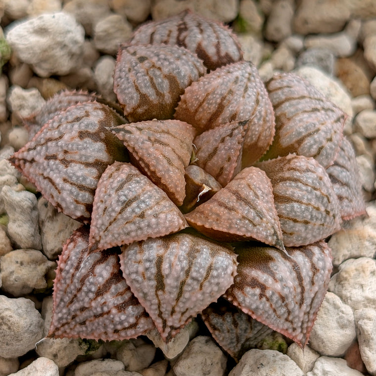 Haworthia  hybrid series PP573 #5