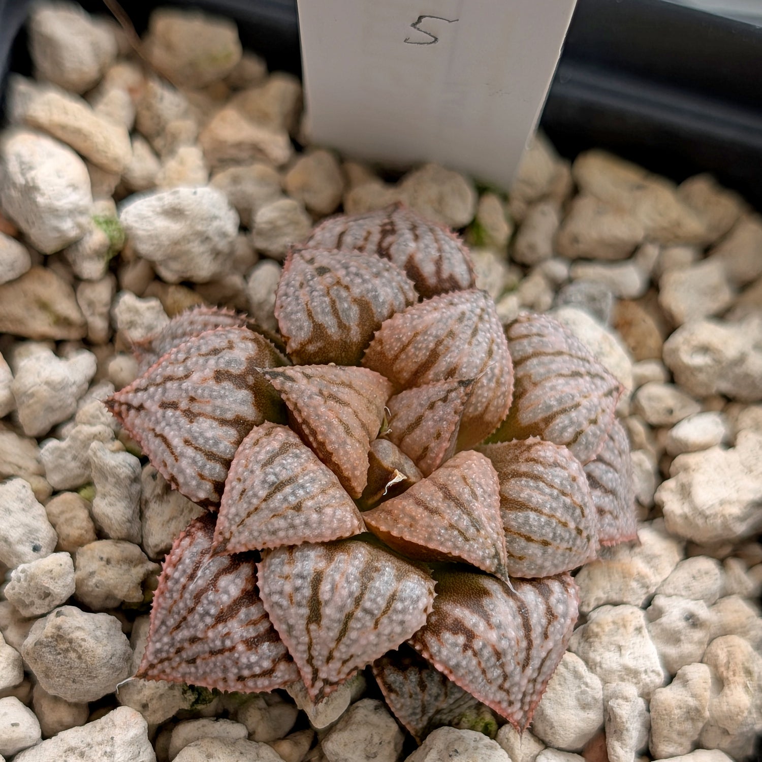 Haworthia  hybrid series PP573 #5