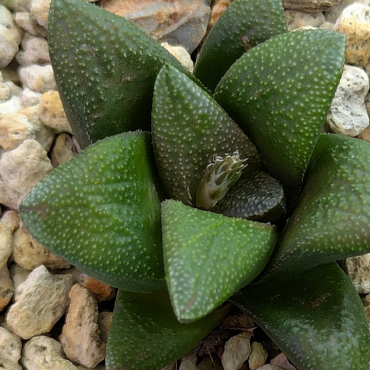 Haworthia PP576 hybrid series #5