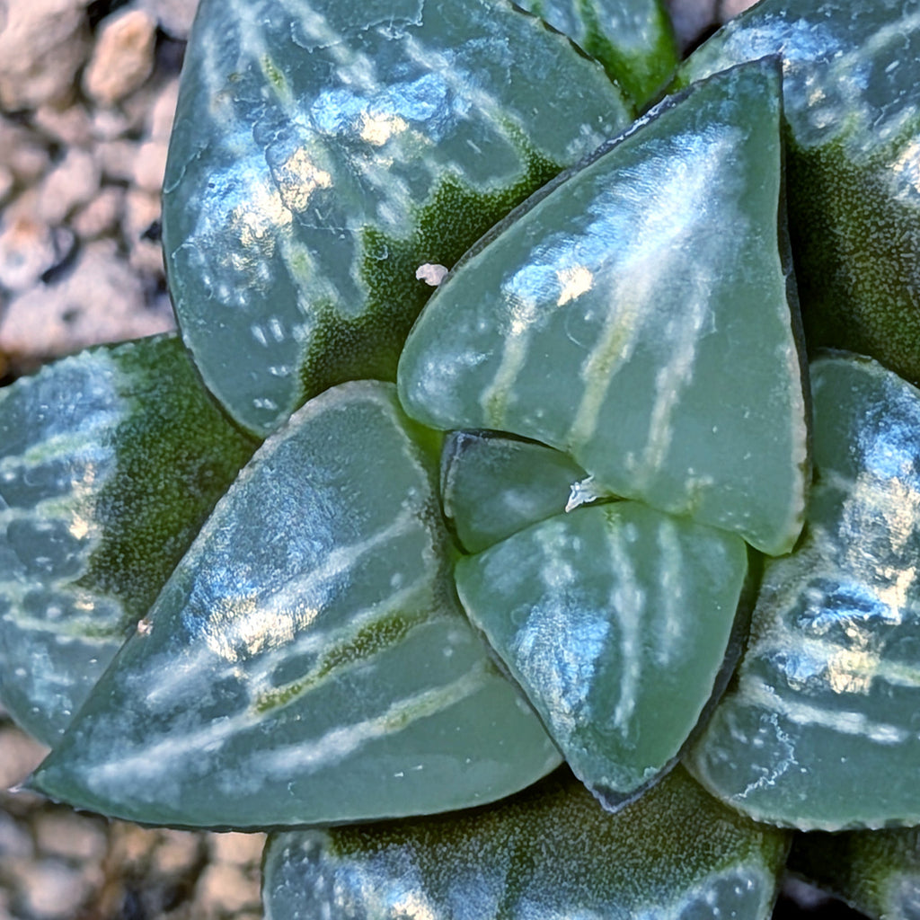 Haworthia PP642 White Widow hybrid series #5