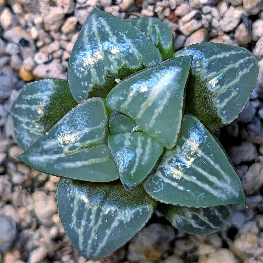 Haworthia PP642 White Widow hybrid series #5