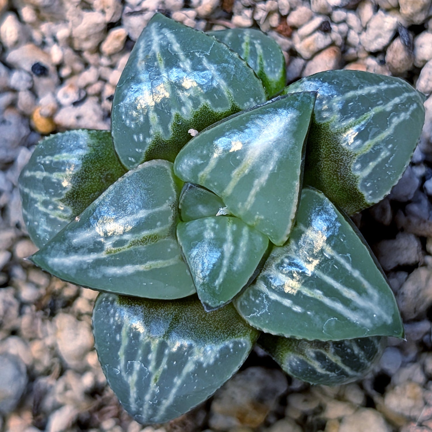 Haworthia PP642 White Widow hybrid series #5