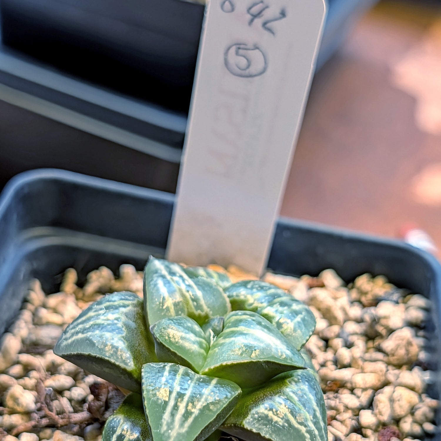 Haworthia PP642 White Widow hybrid series #5