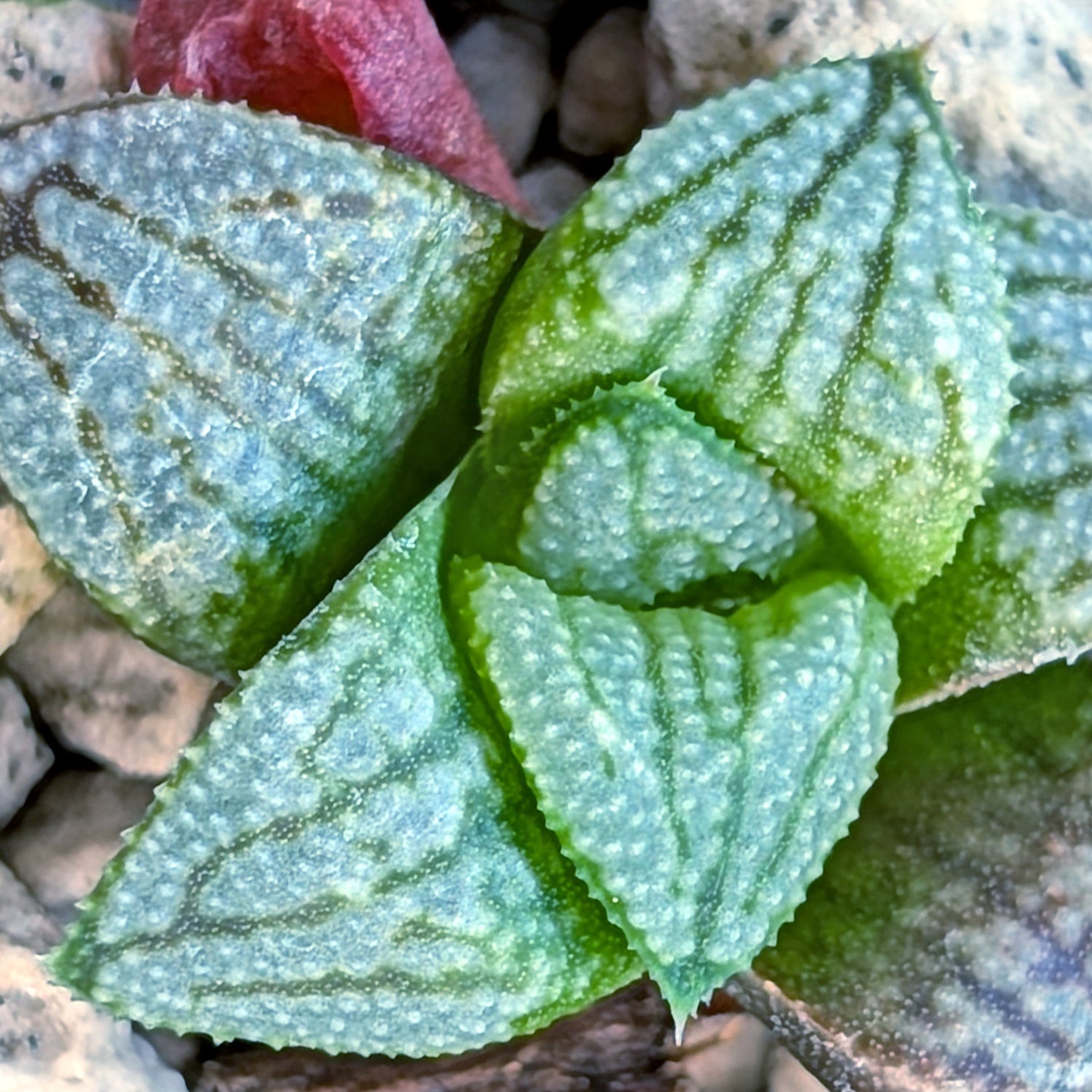 Haworthia PP680 hybrid series #5