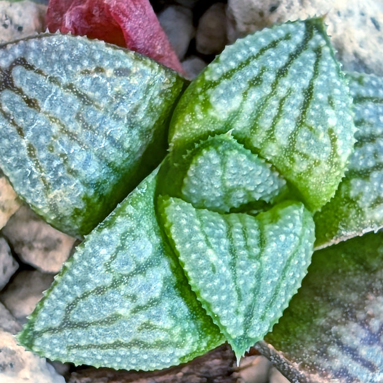 Haworthia PP680 hybrid series #5