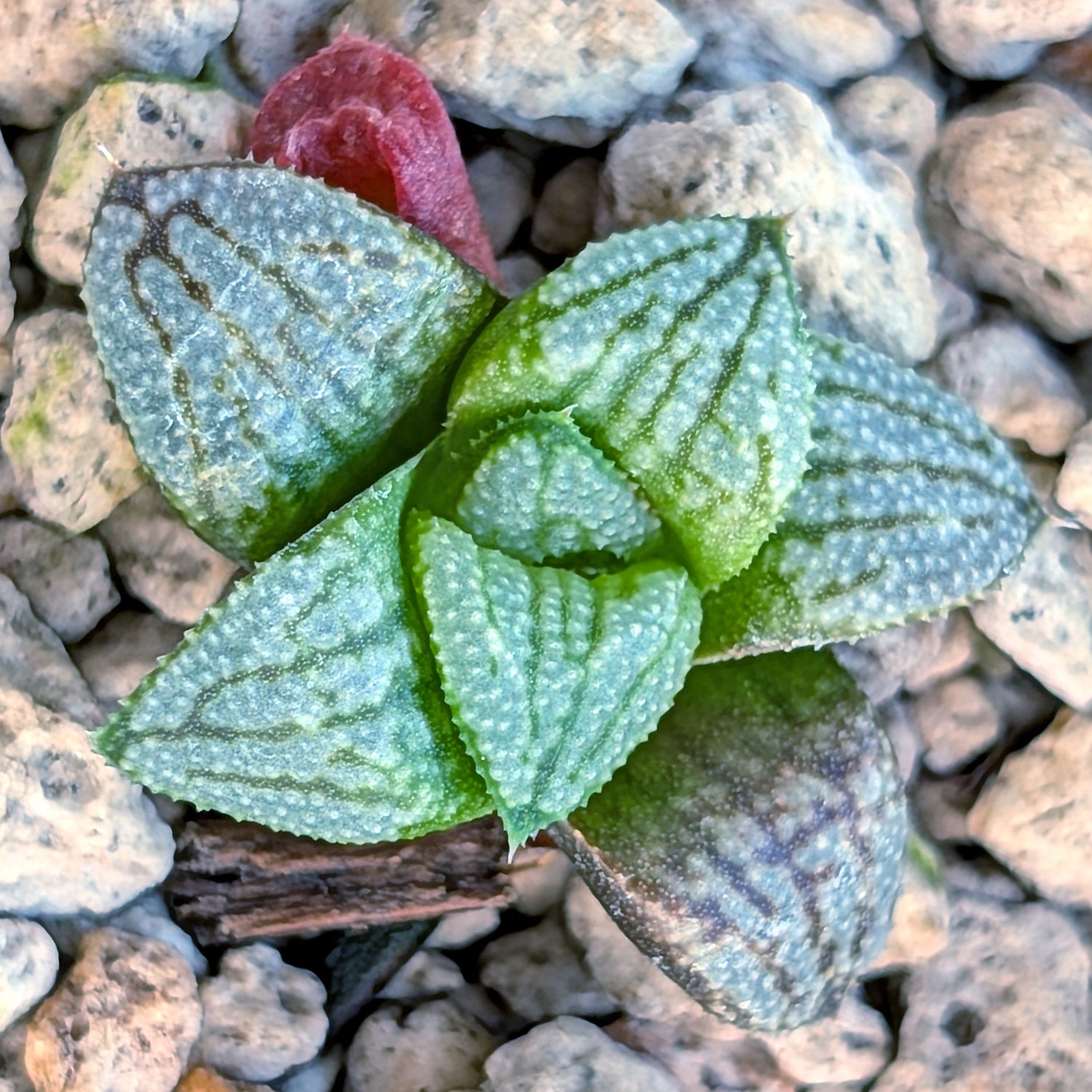 Haworthia PP680 hybrid series #5