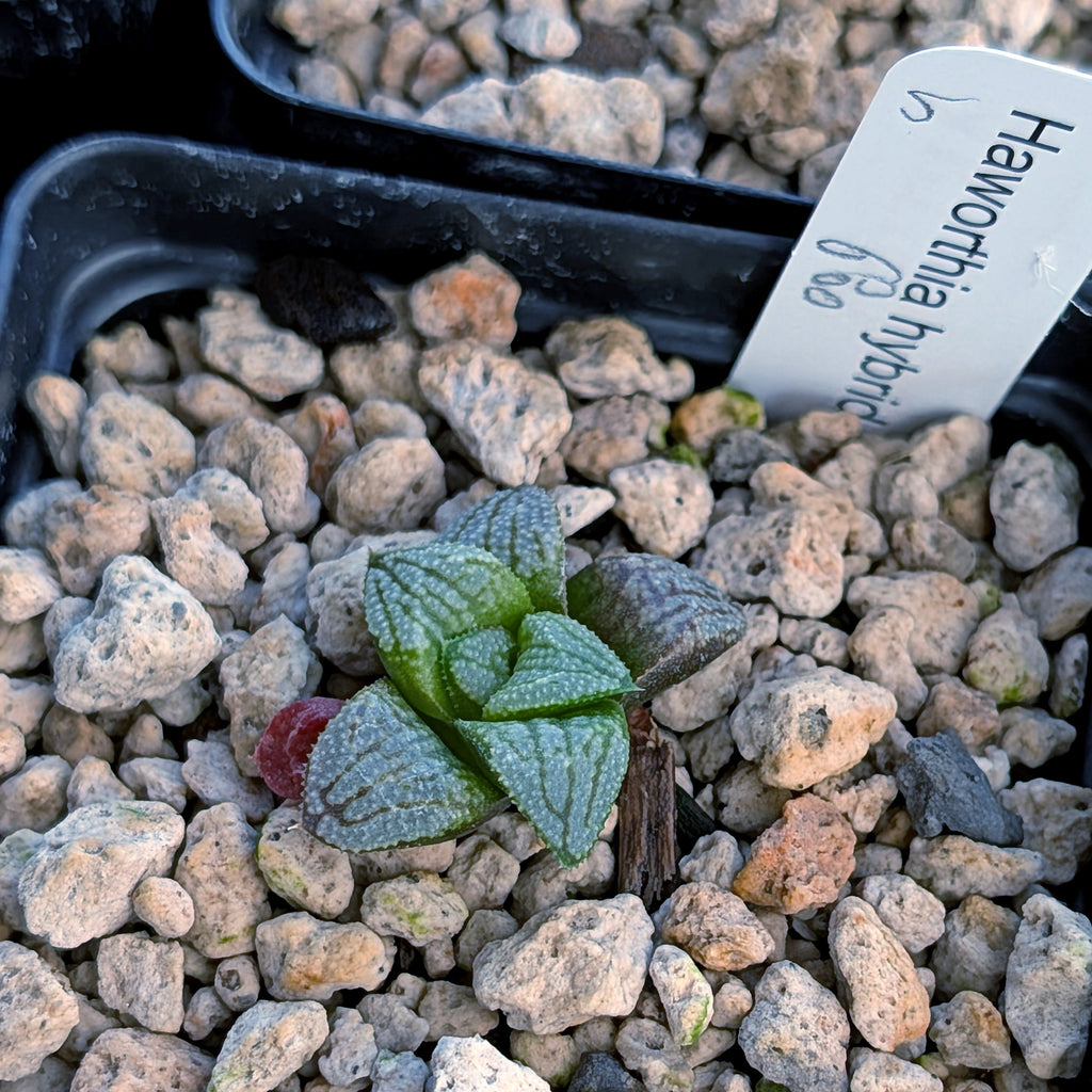 Haworthia PP680 hybrid series #5