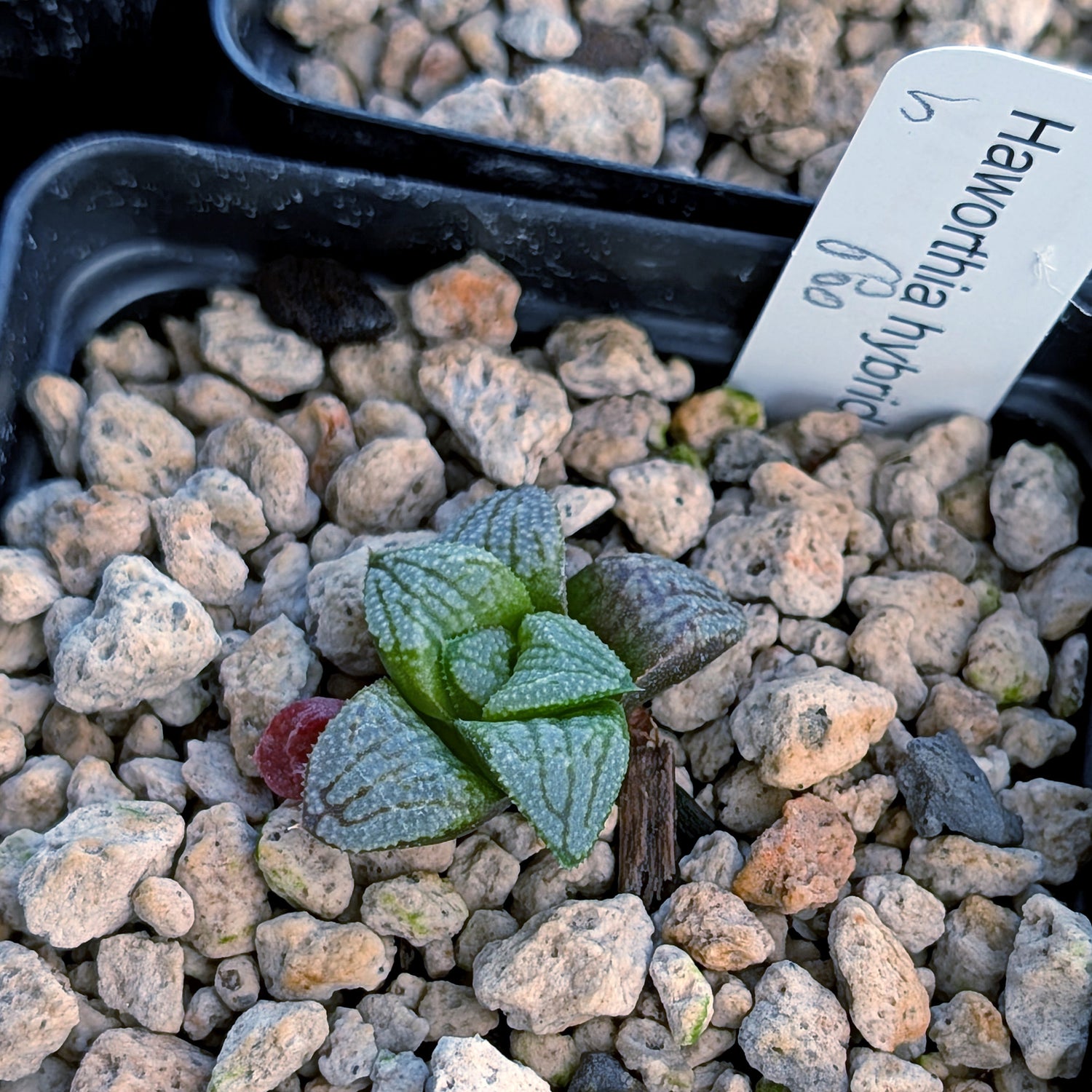 Haworthia PP680 hybrid series #5