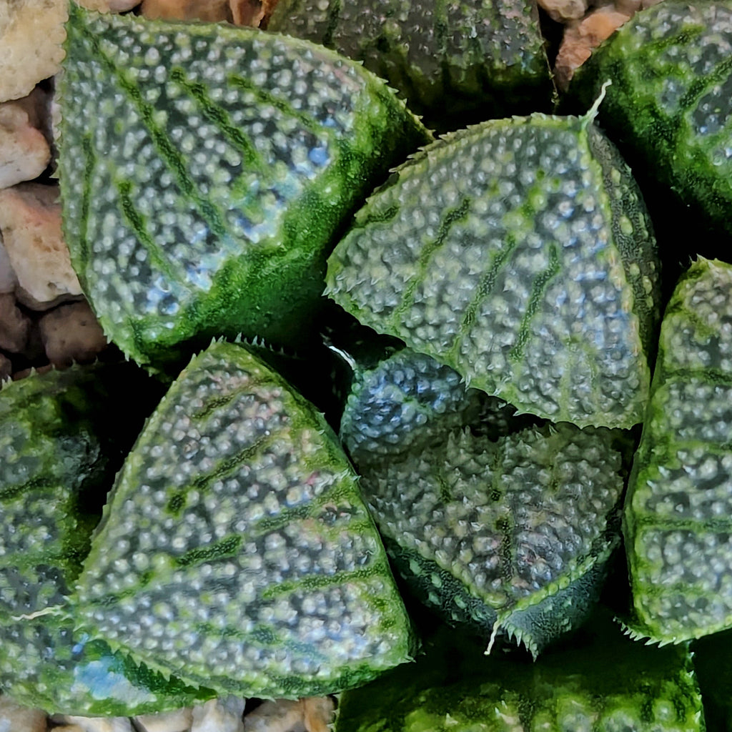 Haworthia PP636 hybrid series #50