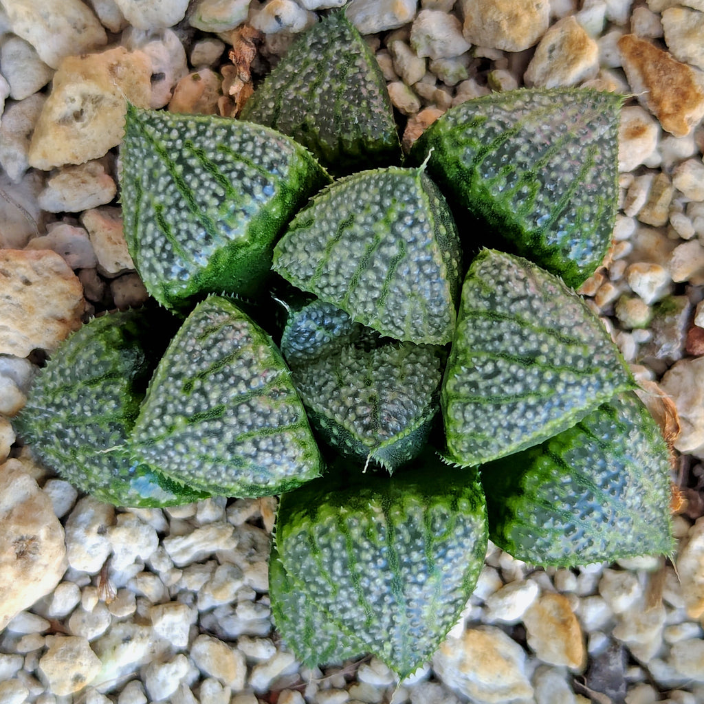 Haworthia PP636 hybrid series #50