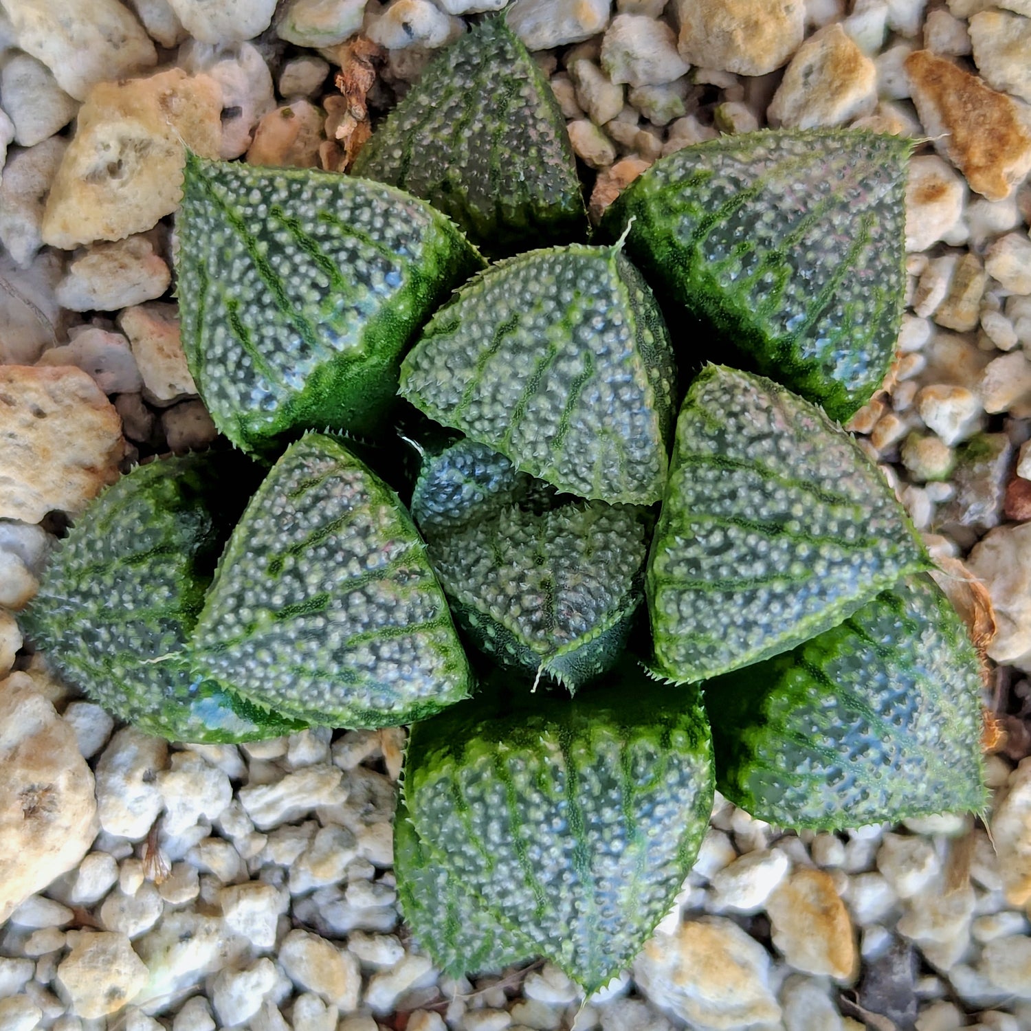 Haworthia PP636 hybrid series #50