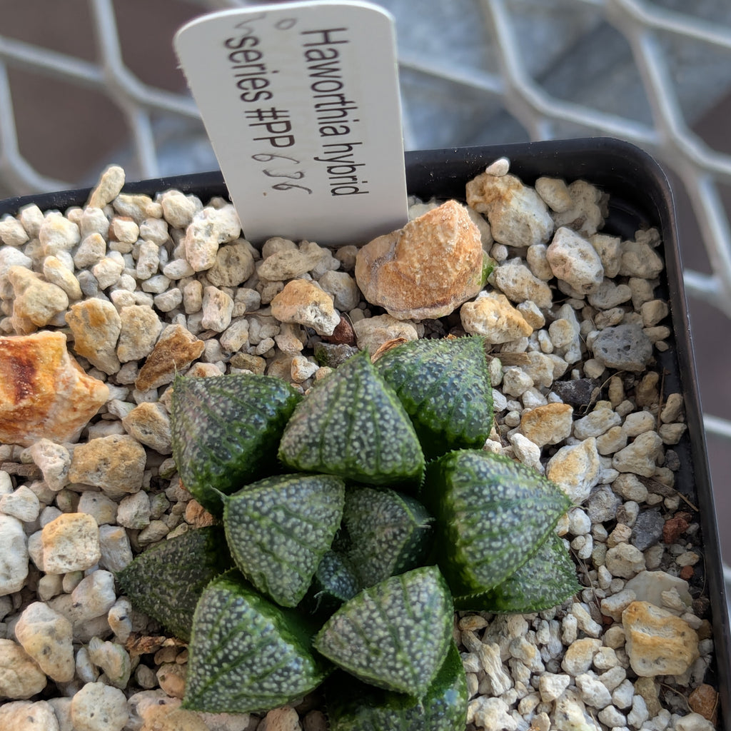 Haworthia PP636 hybrid series #50