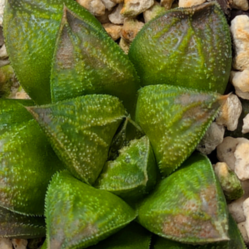 Haworthia PP574 hybrid series #50