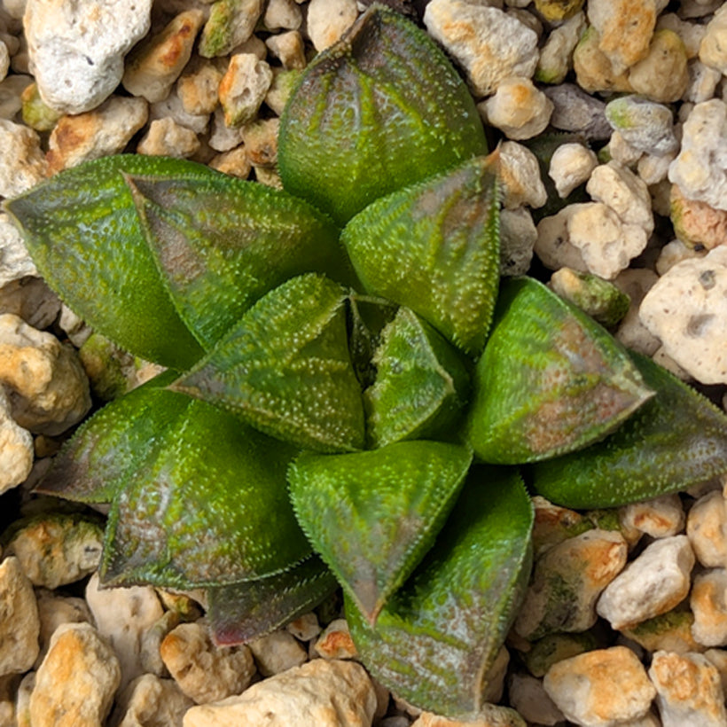 Haworthia PP574 hybrid series #50
