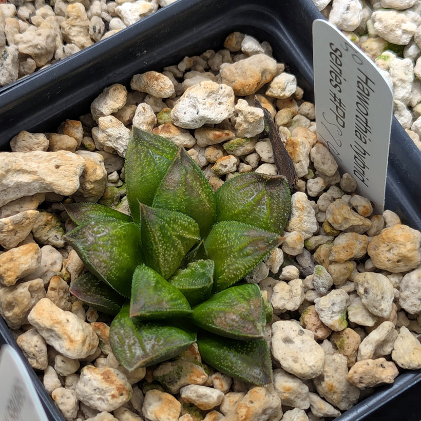 Haworthia PP574 hybrid series #50