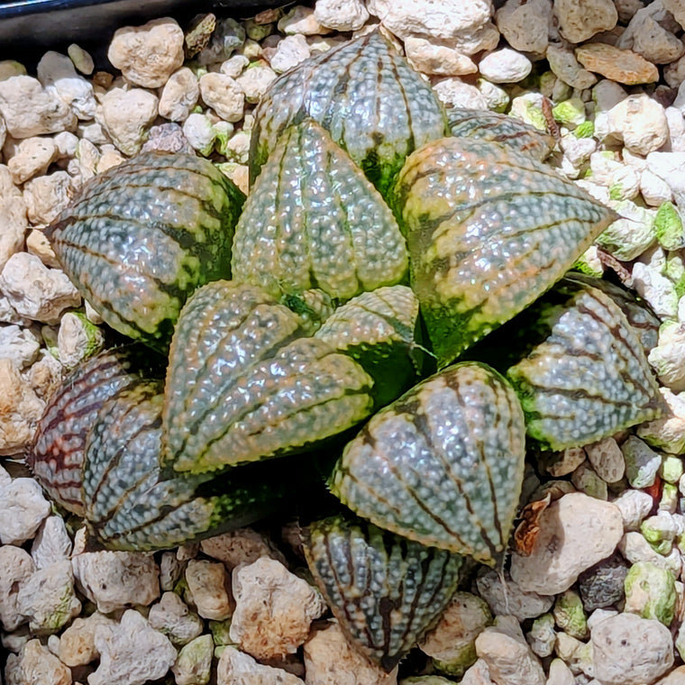 Haworthia 