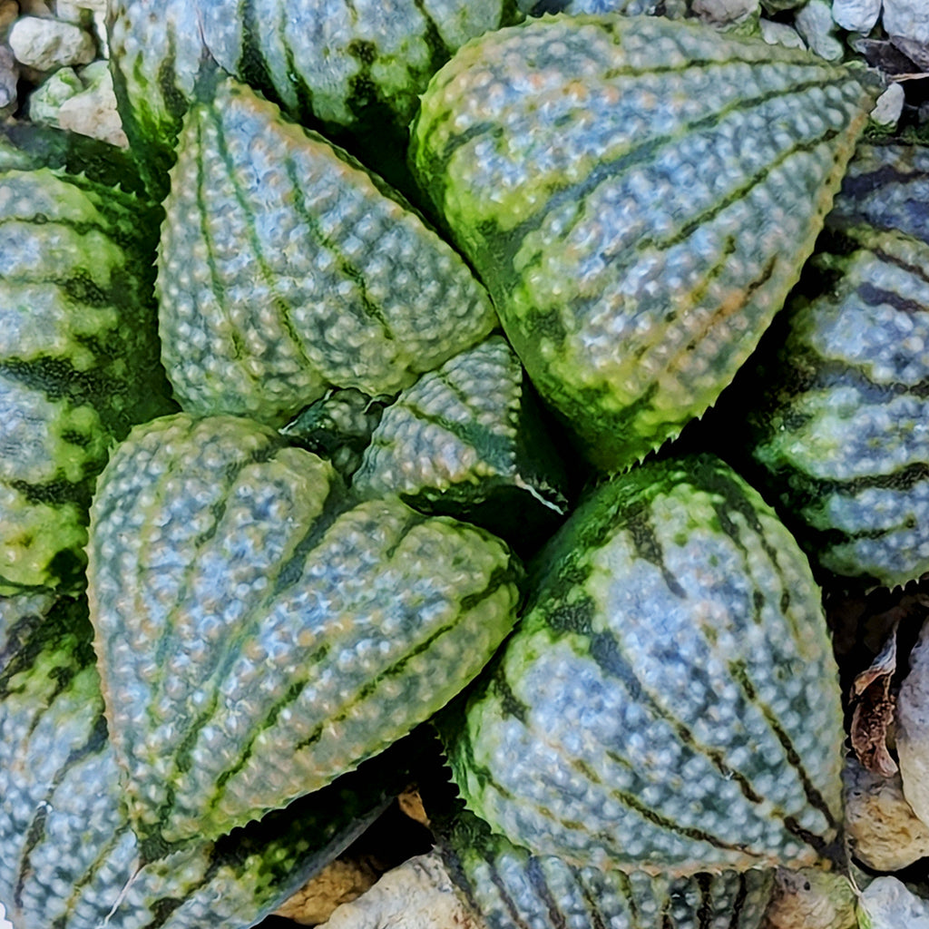 Haworthia "TetraTreasures" PP628 hybrid series #50