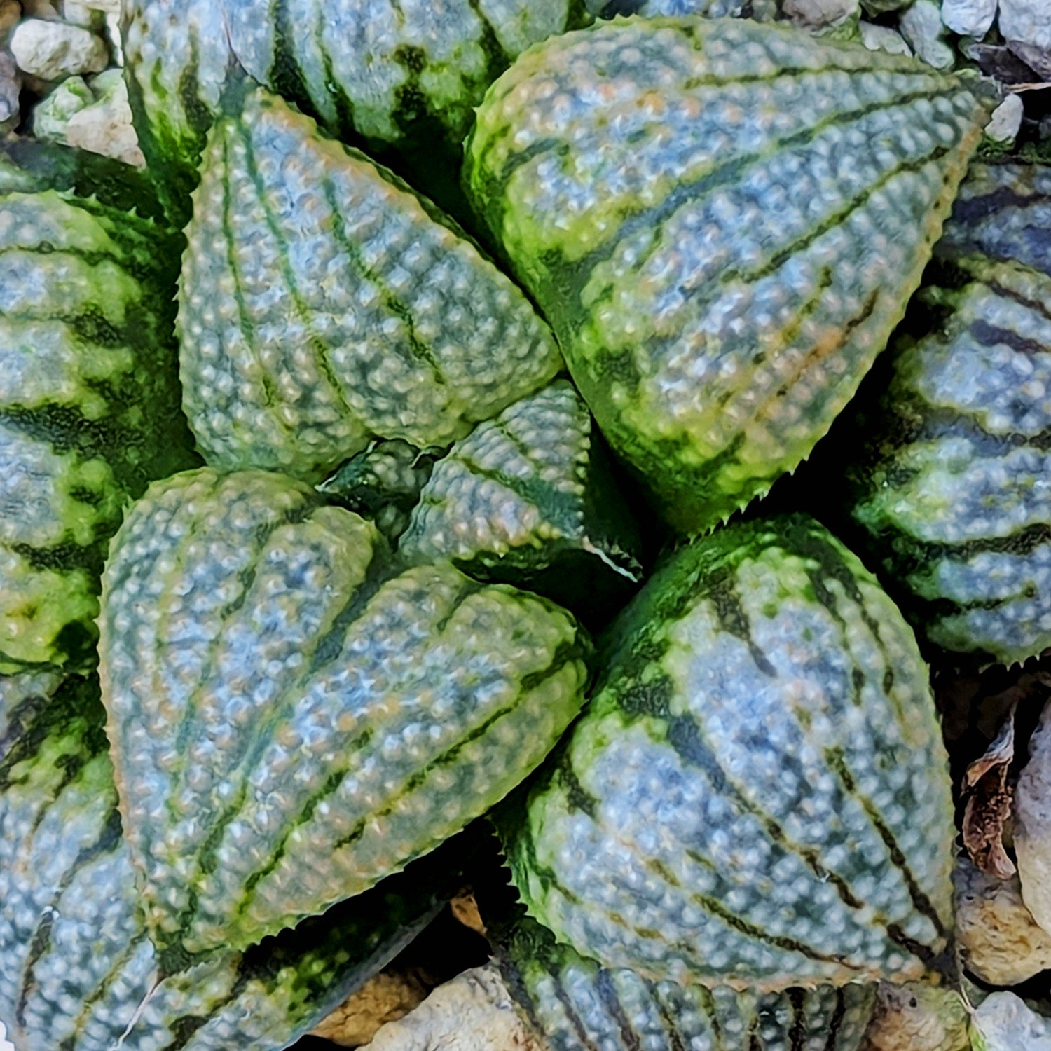 Haworthia "TetraTreasures" PP628 hybrid series #50