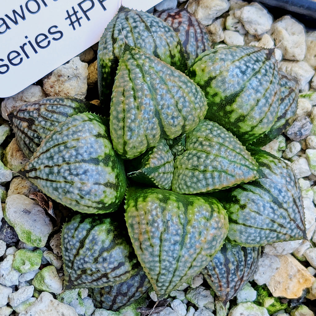 Haworthia "TetraTreasures" PP628 hybrid series #50
