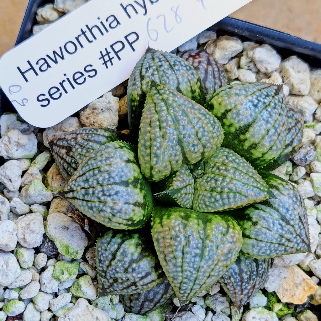 Haworthia "TetraTreasures" PP628 hybrid series #50