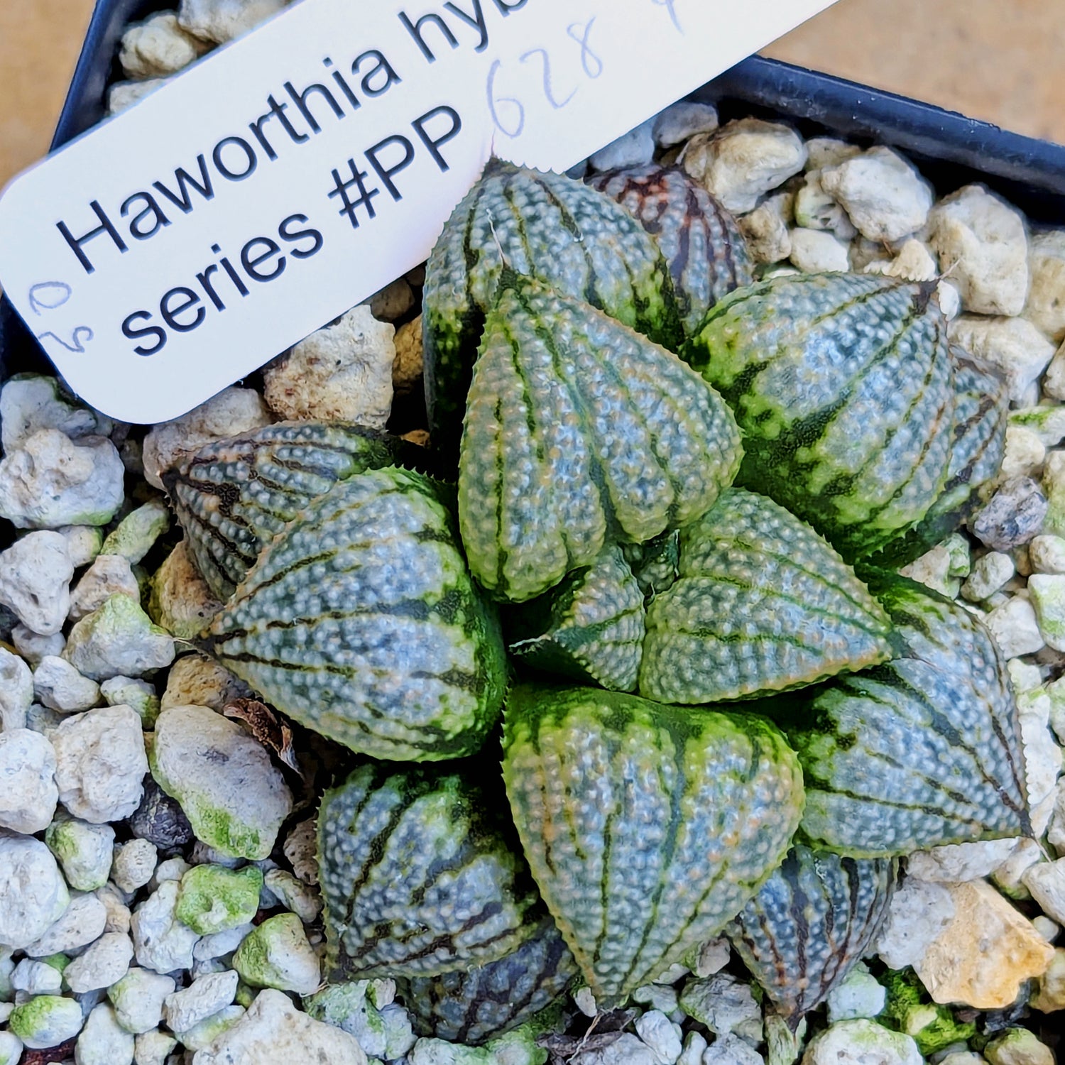 Haworthia "TetraTreasures" PP628 hybrid series #50