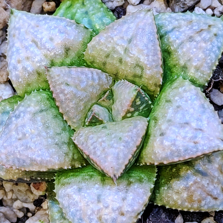 Haworthia PP639 hybrid series #50