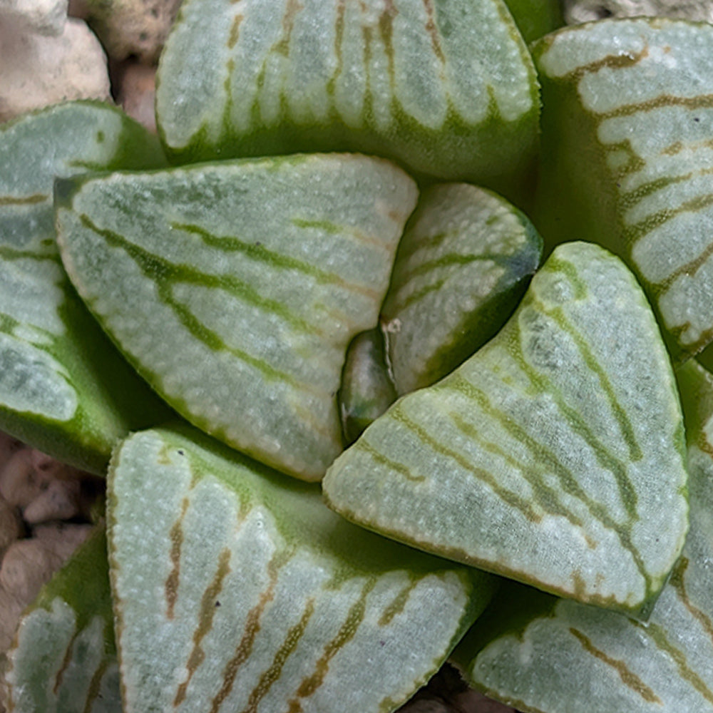 Haworthia PP530 hybrid series #50