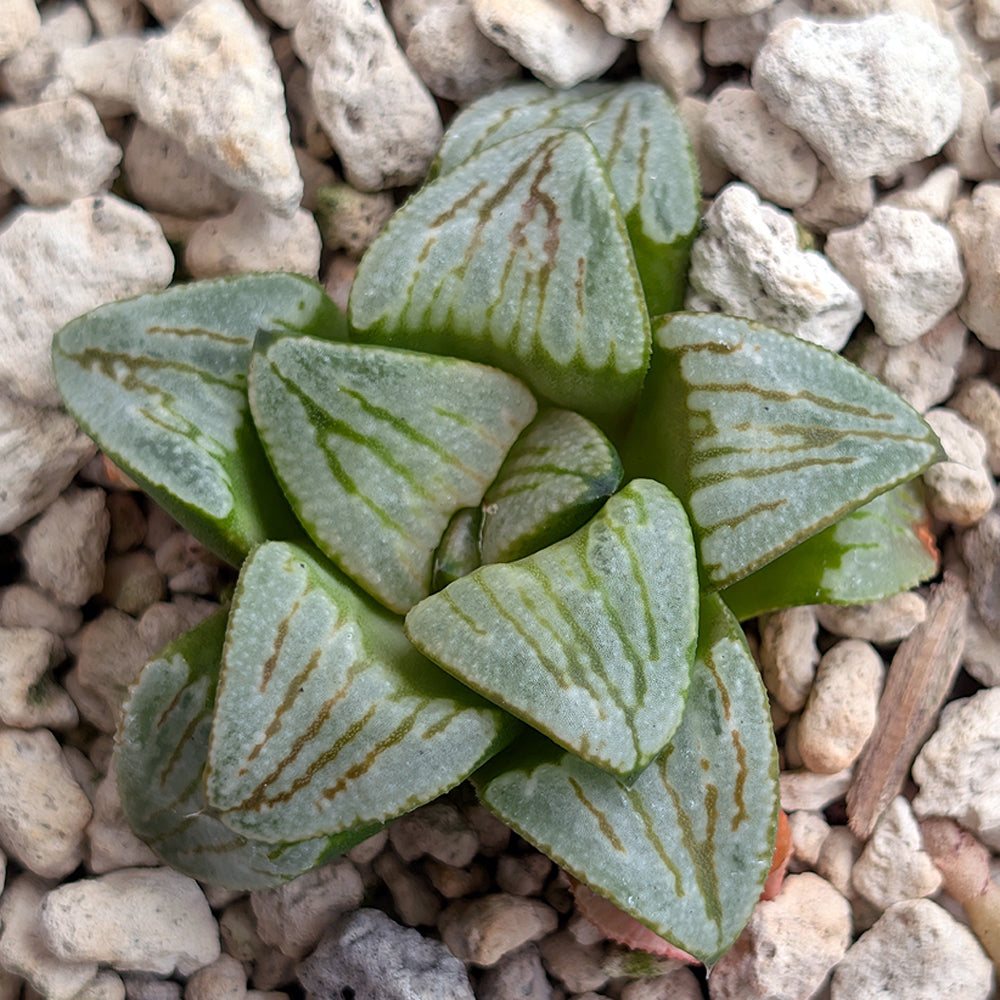 Haworthia PP530 hybrid series #50