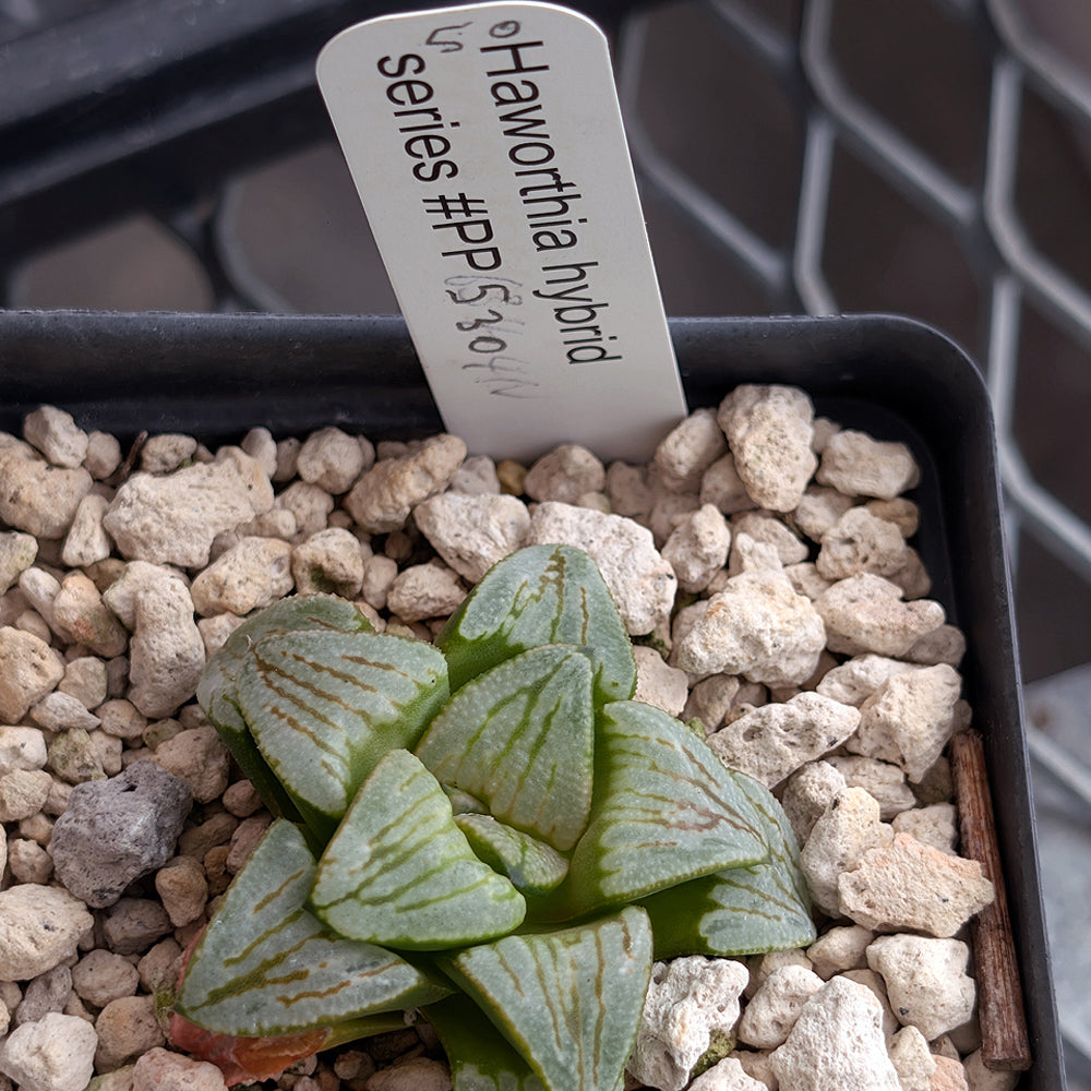 Haworthia PP530 hybrid series #50