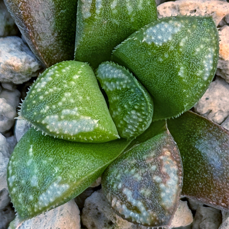 Haworthia PP671 hybrid series #50