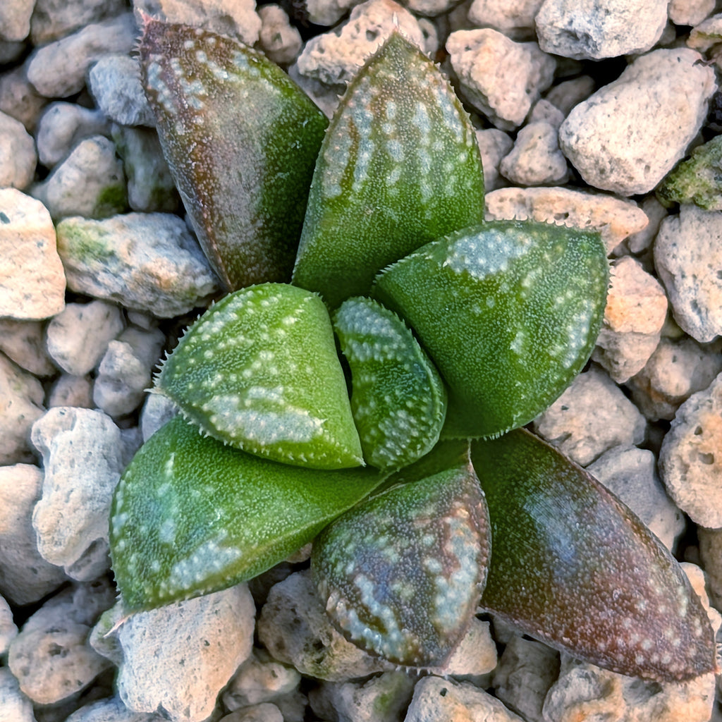 Haworthia PP671 hybrid series #50