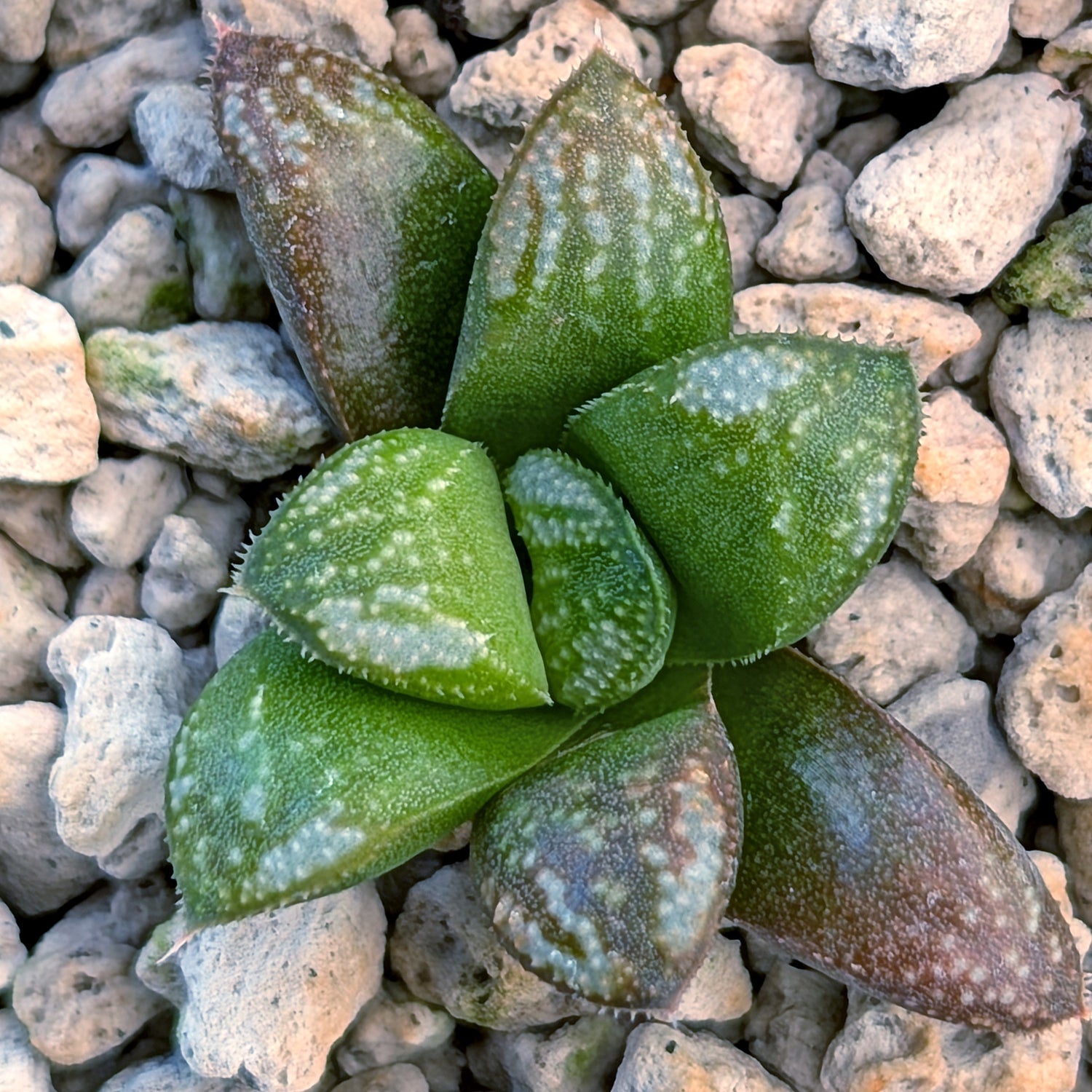 Haworthia PP671 hybrid series #50