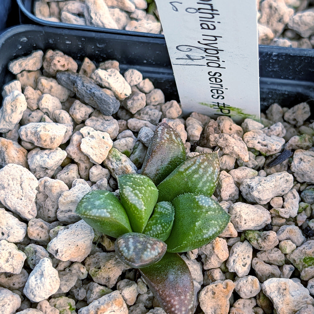 Haworthia PP671 hybrid series #50