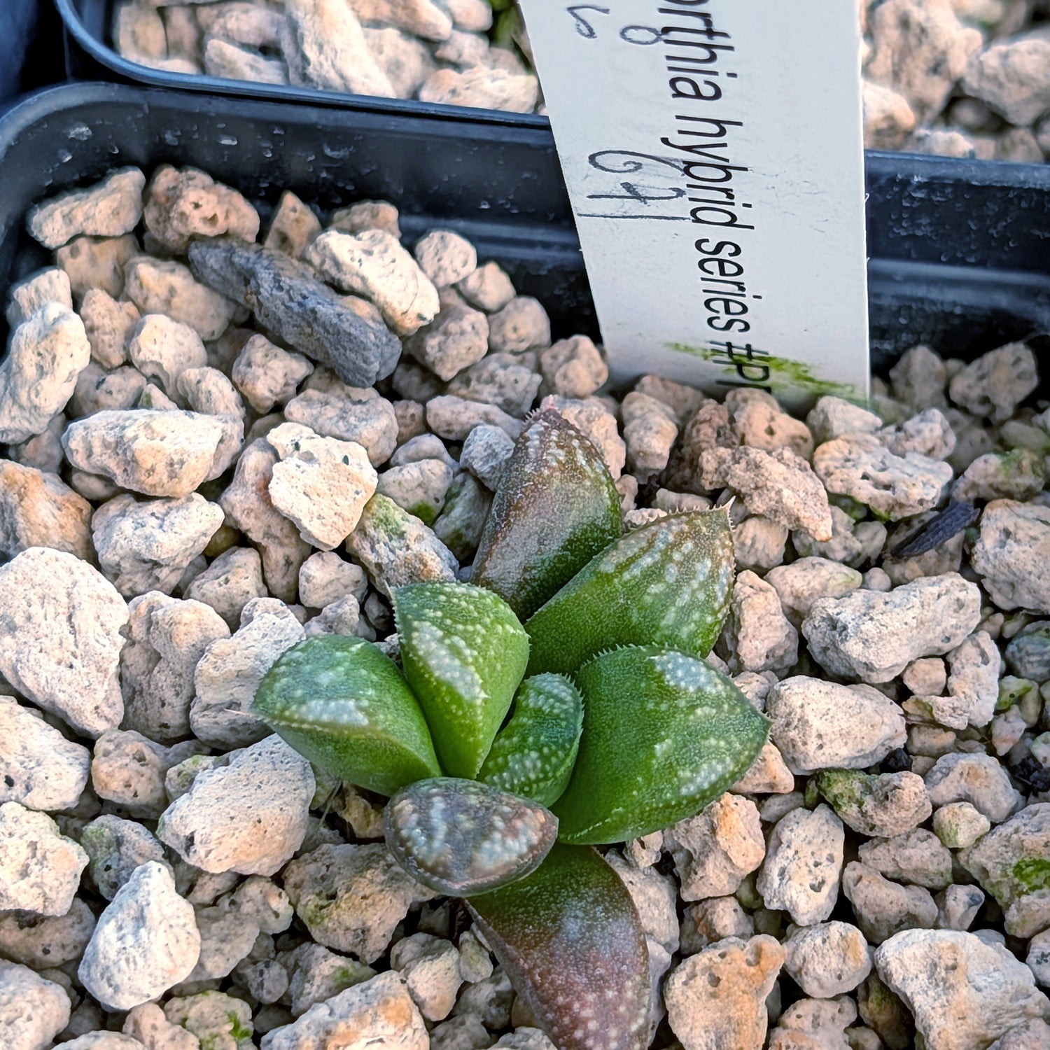Haworthia PP671 hybrid series #50