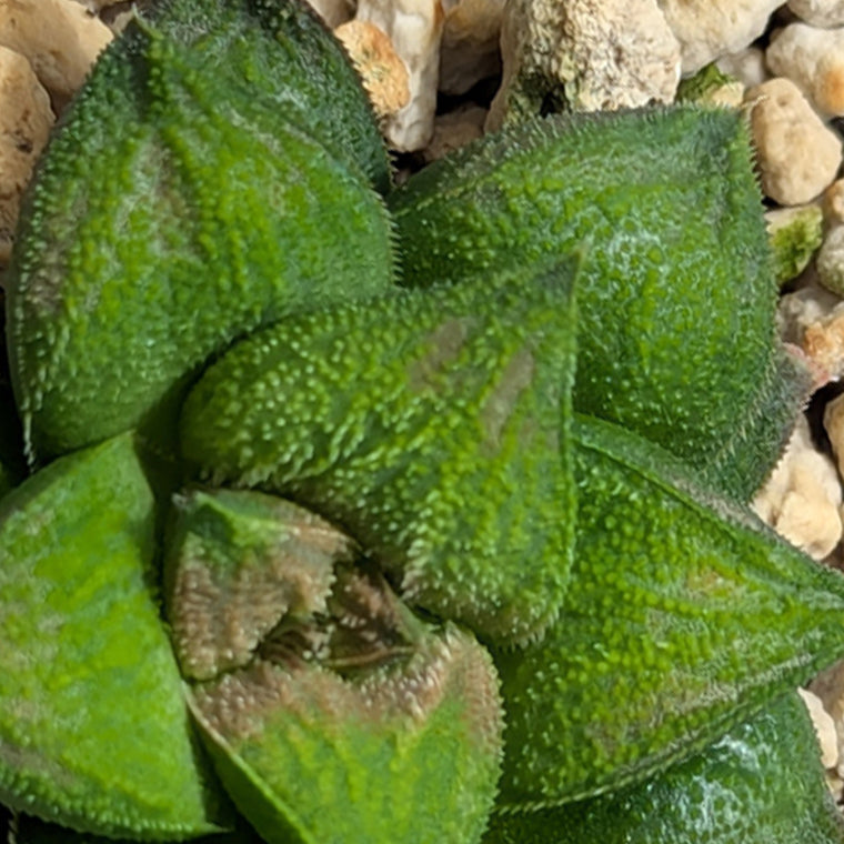 Haworthia PP574 hybrid series #51