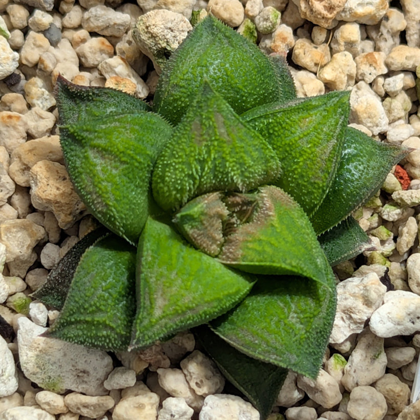 Haworthia PP574 hybrid series #51