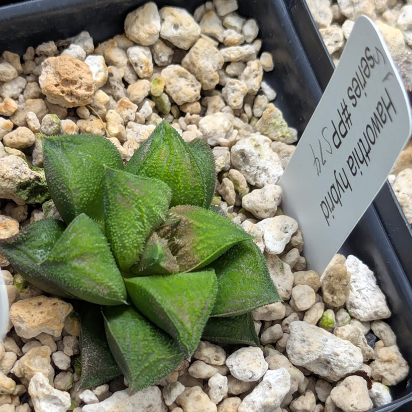 Haworthia PP574 hybrid series #51