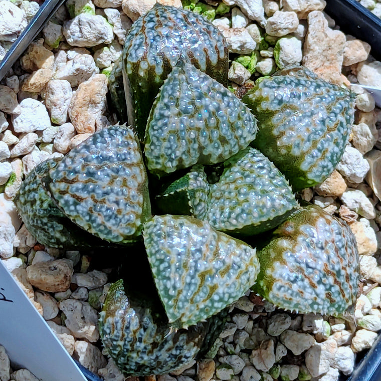 Haworthia 