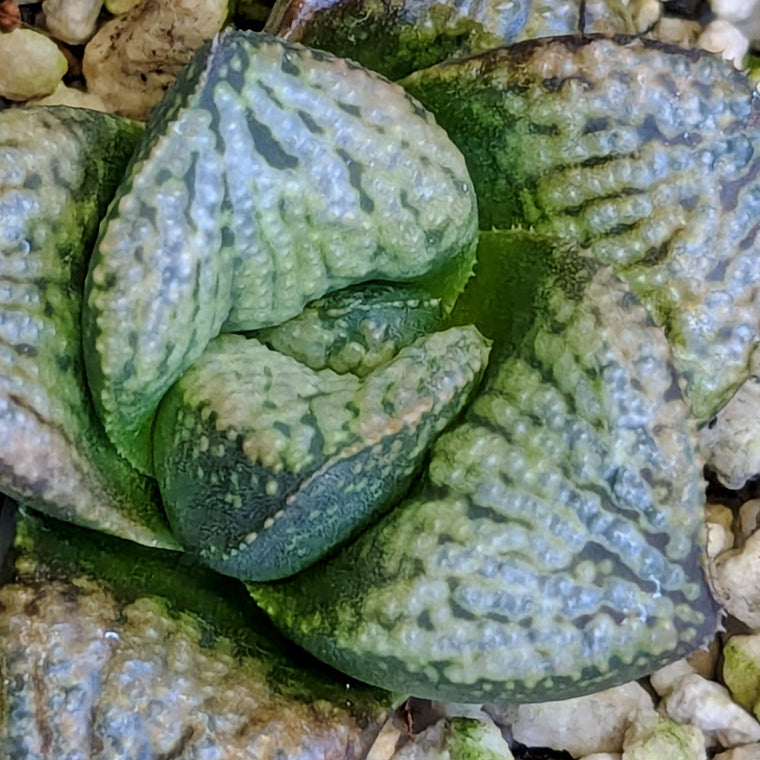 Haworthia PP639 hybrid series #51