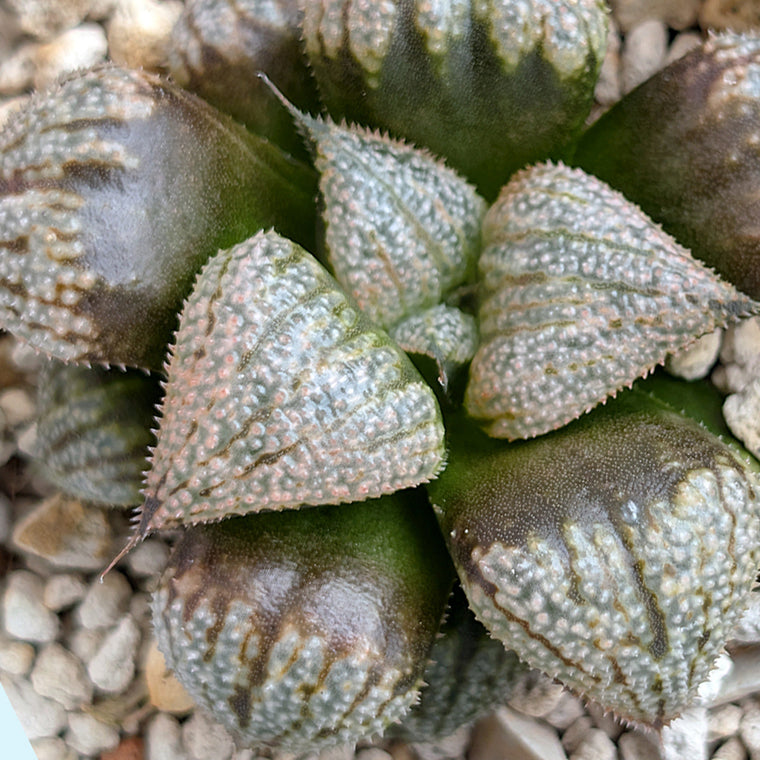 Haworthia 