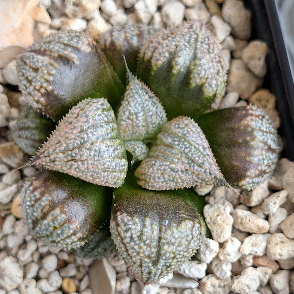Haworthia "TetraTreasures" PP628 hybrid series #51