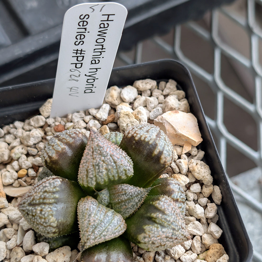 Haworthia "TetraTreasures" PP628 hybrid series #51