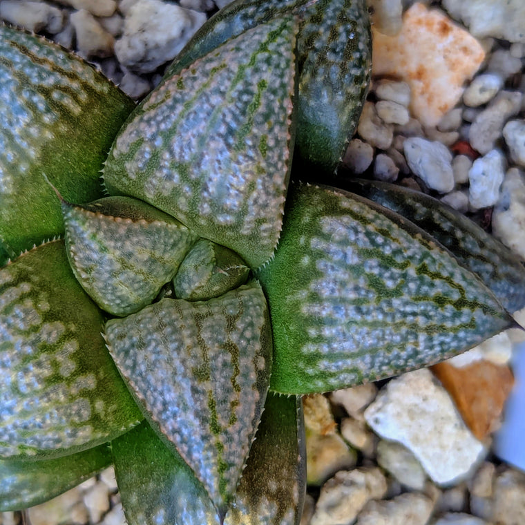 Haworthia PP636 hybrid series #51