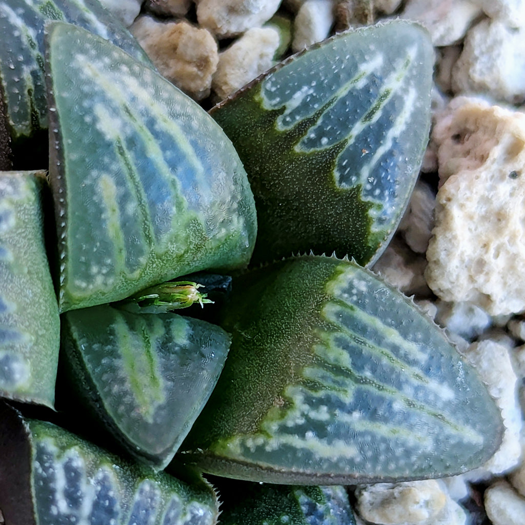 Haworthia PP644 White Widow hybrid series #52