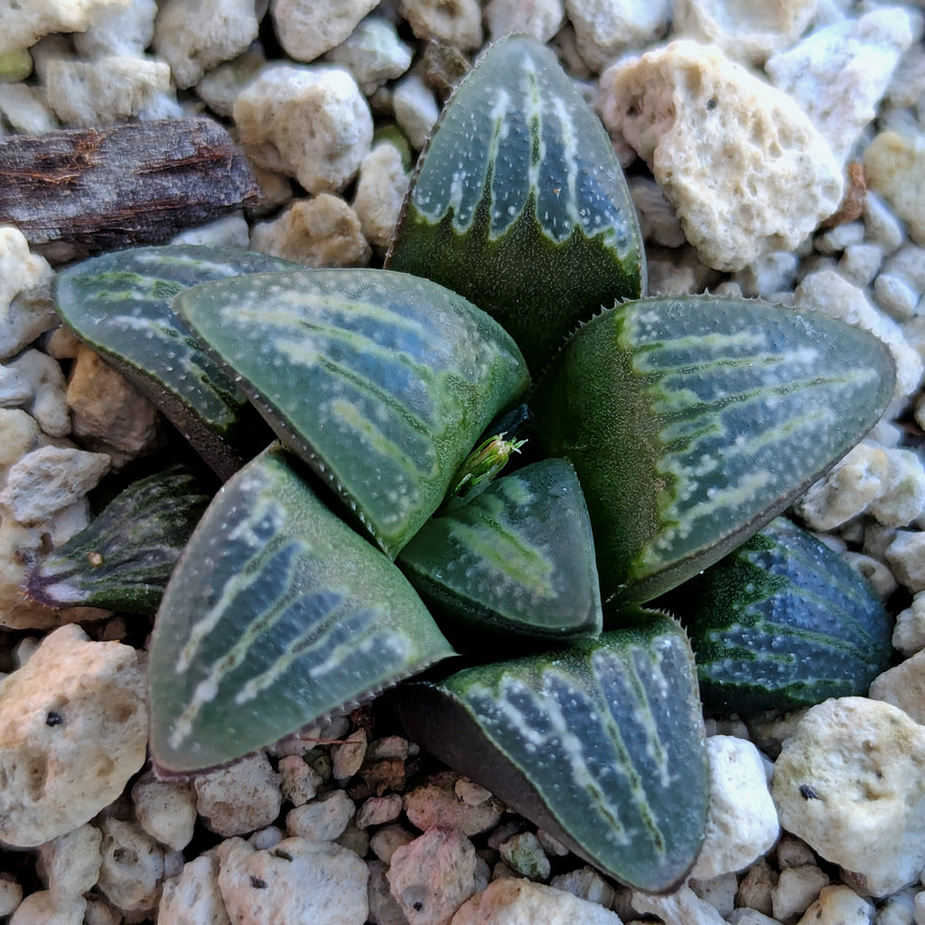 Haworthia PP644 White Widow hybrid series #52