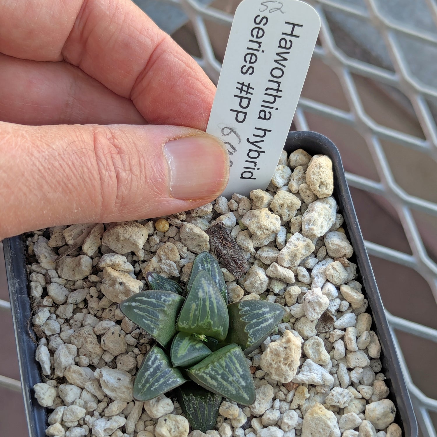 Haworthia PP644 White Widow hybrid series #52