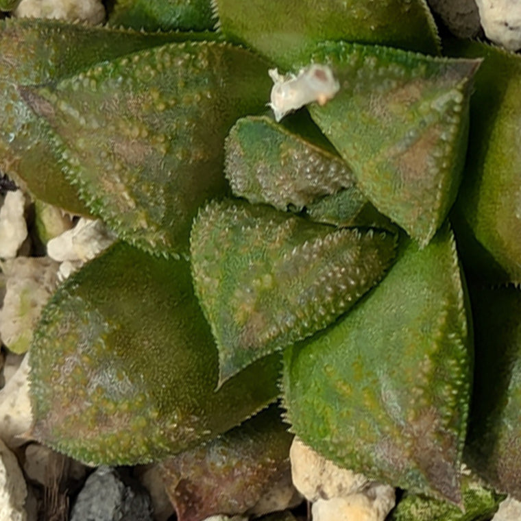 Haworthia PP574 hybrid series #52