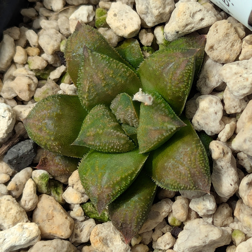 Haworthia PP574 hybrid series #52